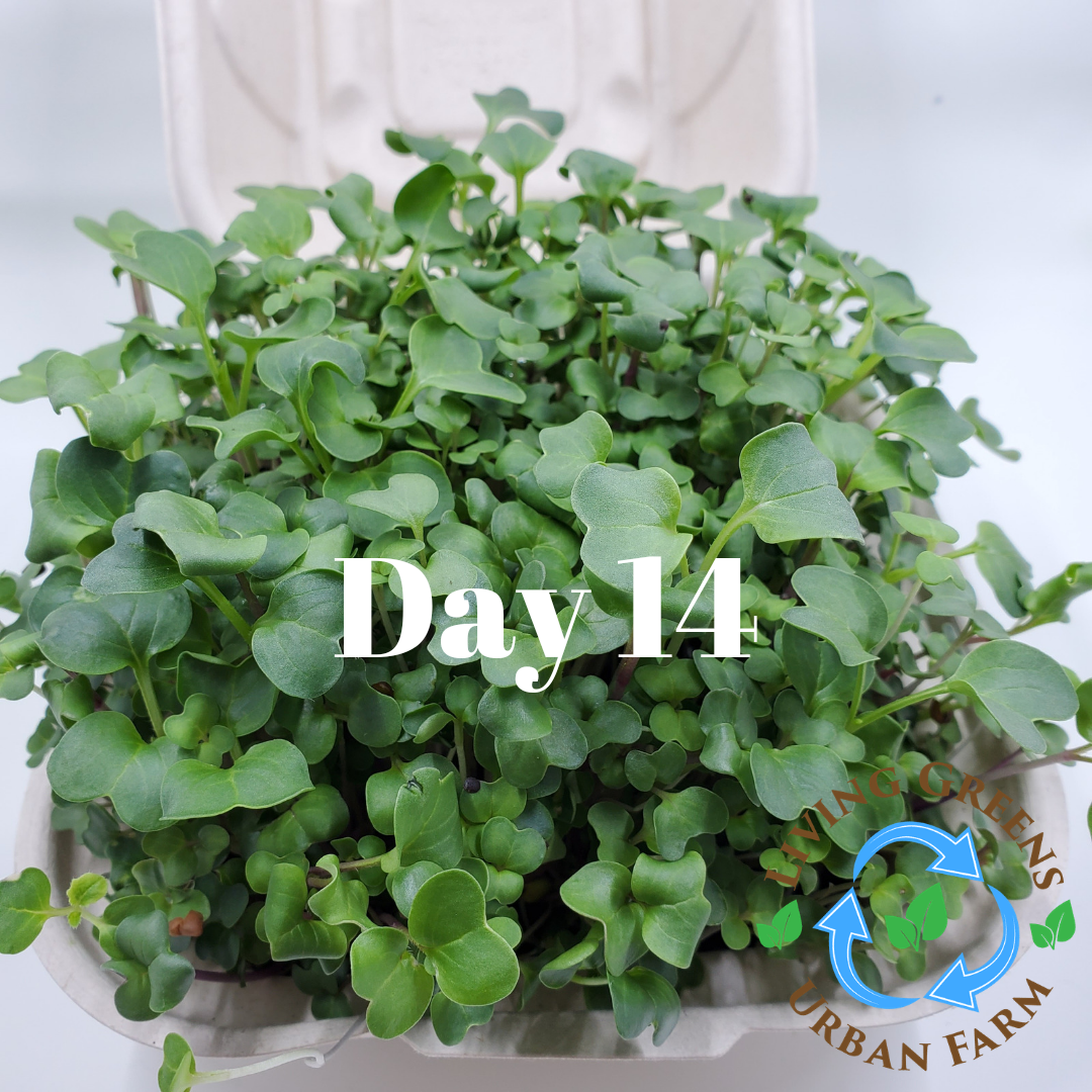 Day 14 classroom grow kit showing a full tray of harvested microgreens