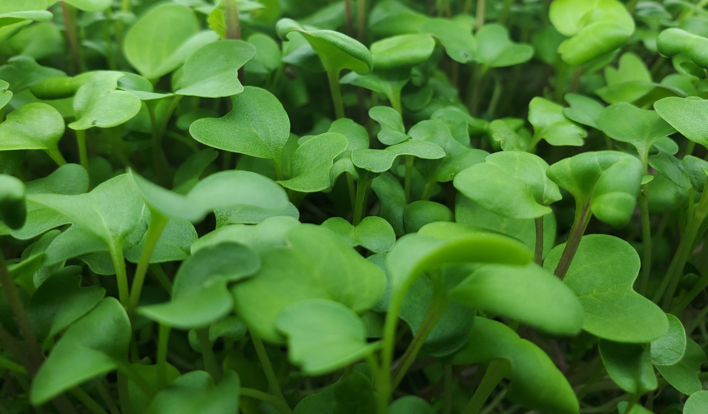 A closeup photograph of broccoli microgreens