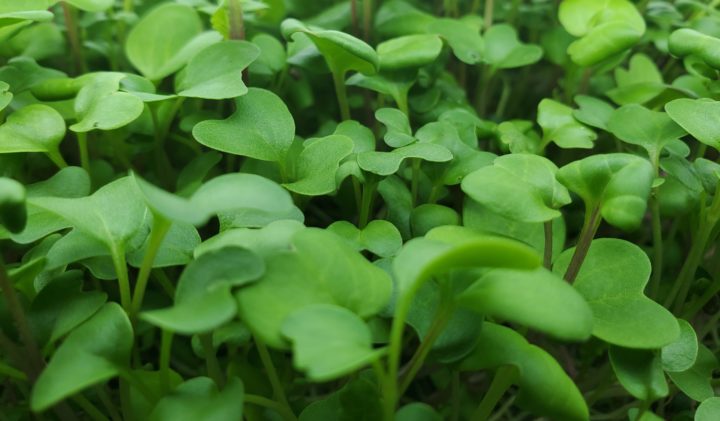A closeup photograph of broccoli microgreens